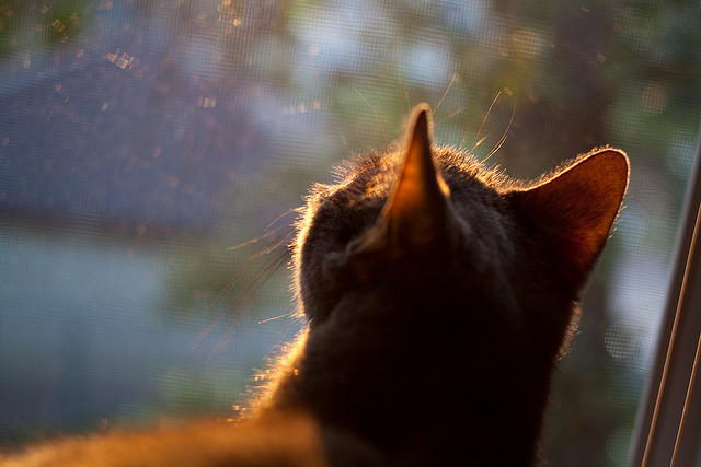 北欧神话再临，安赛龙率丹麦队轻取德国战车