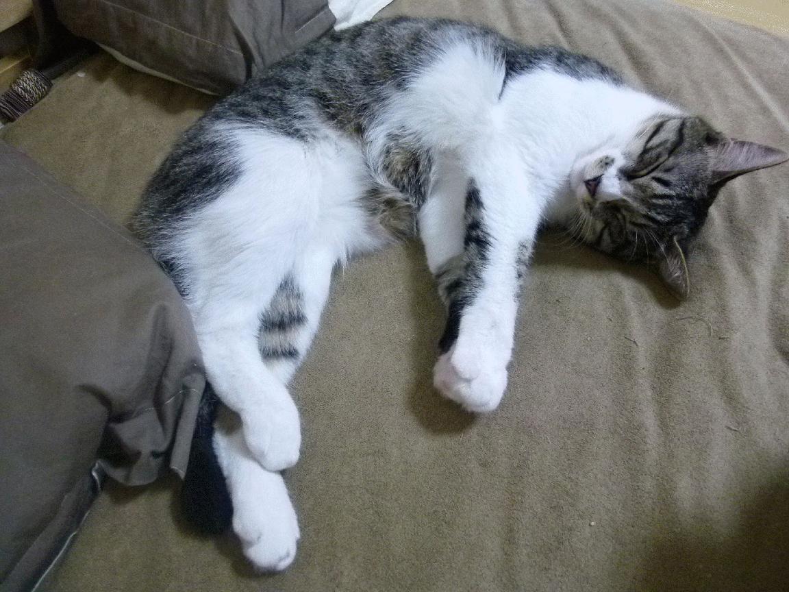 爱游戏在线-黄鸭舰队驶过法兰西，当幽默击穿竞技的铜墙