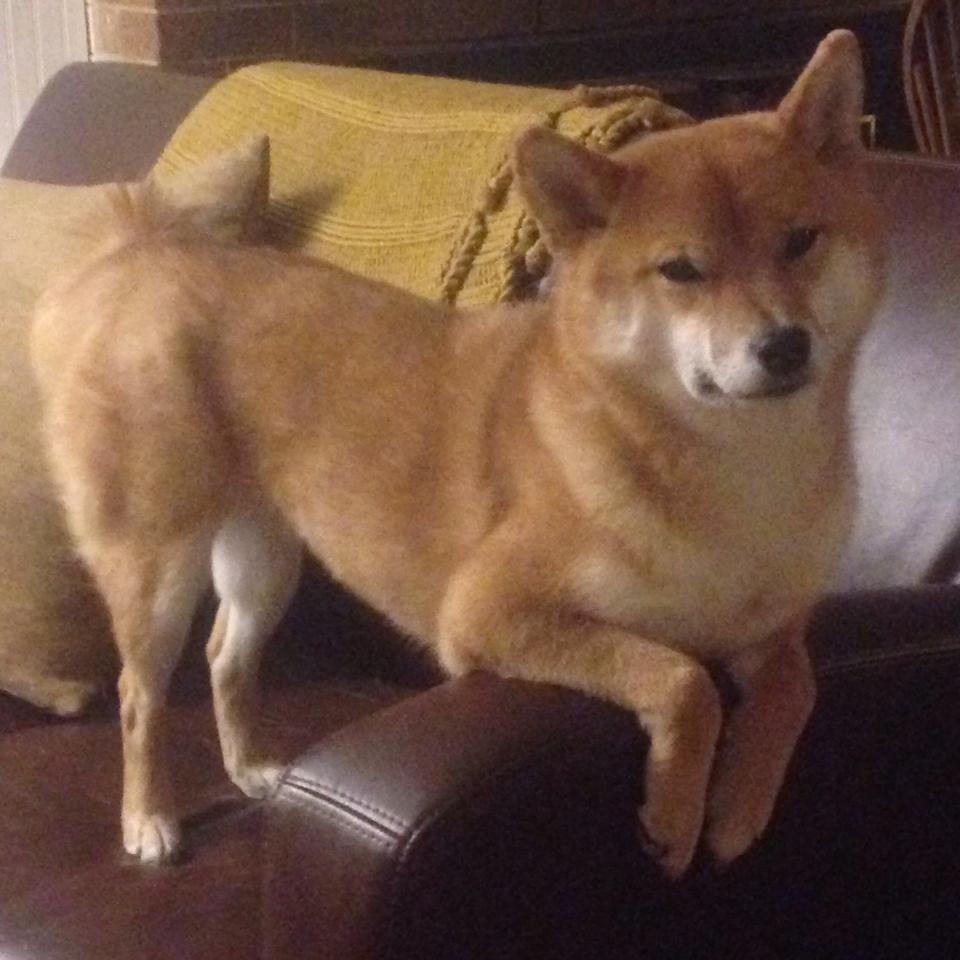 爱游戏-网坛权力转移，总决赛如何以精英主义碾压传统—兹维列夫的火热状态成最佳注脚