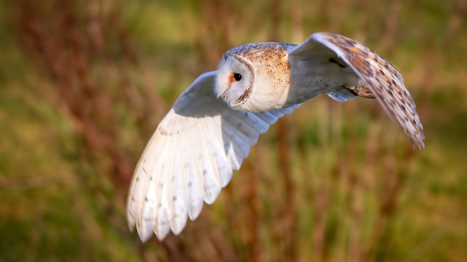 拉丁风暴与北欧之盾,当柔术遇见神话—基米希的奇幻中场