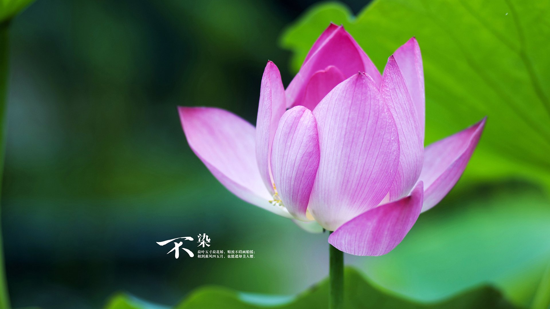 烈焰燎原,英格拉姆独舞引爆全场,开拓者激流席卷公牛