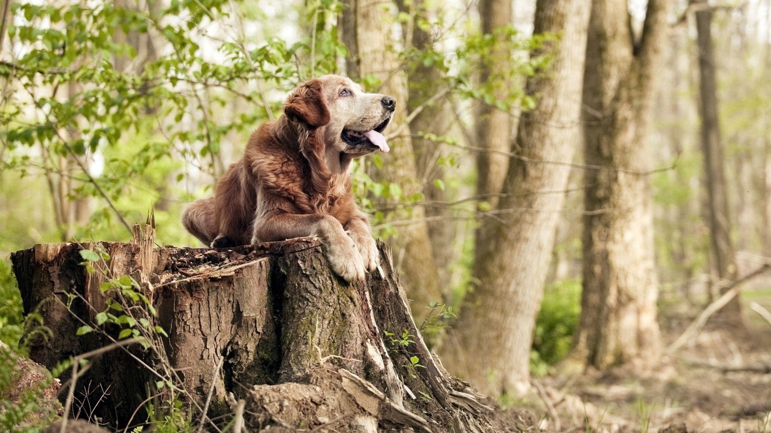 当足球的冷静闯入NBA的狂热，卡瓦哈尔如何定义关键战