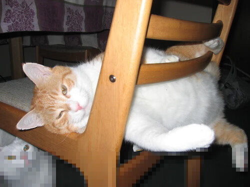 节奏刺客，霍勒迪致命连击，浙江以东方智慧冻结湖人狂潮