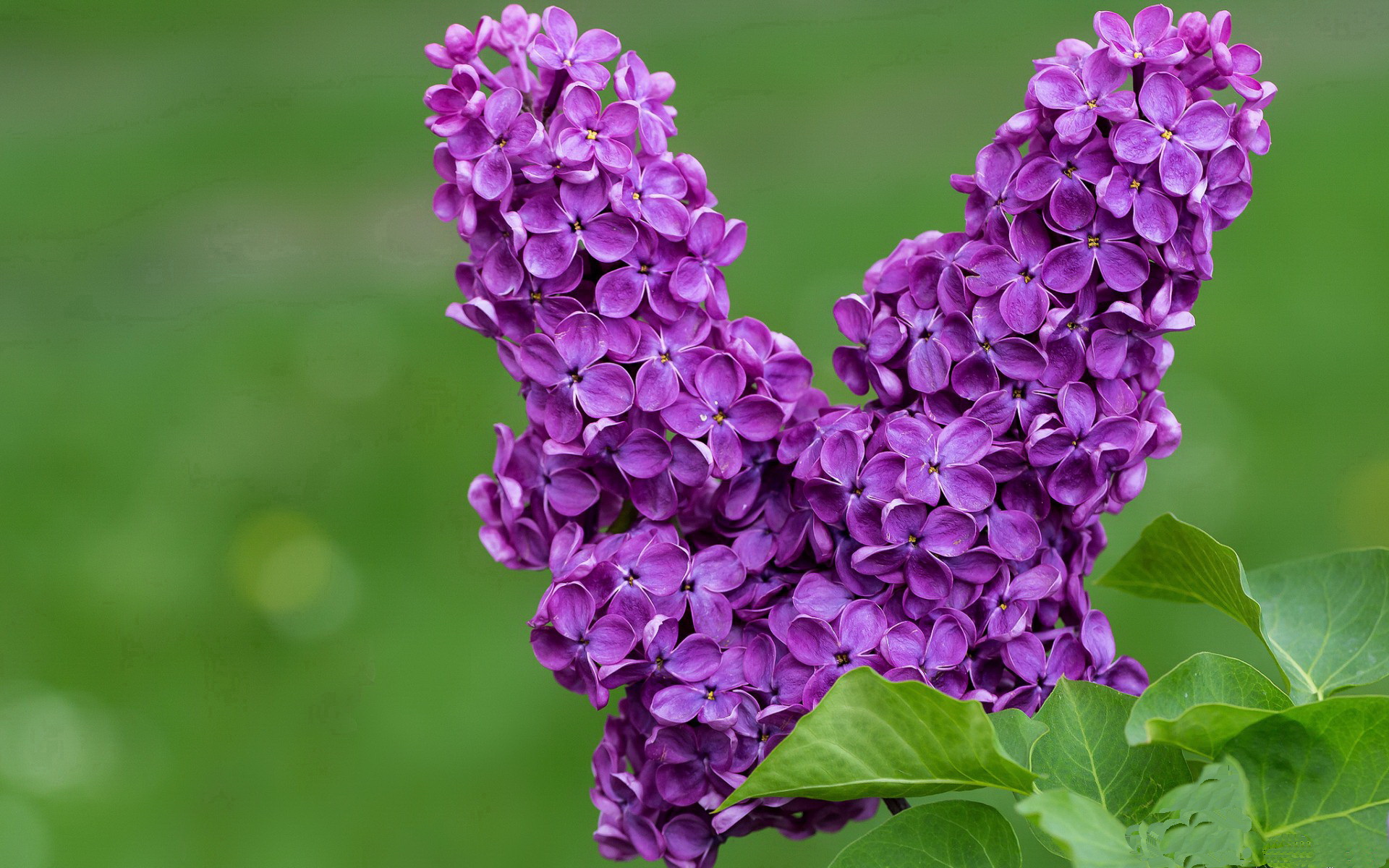 魔笛终章与新王序曲,当克罗地亚血脉在2026接管绿茵