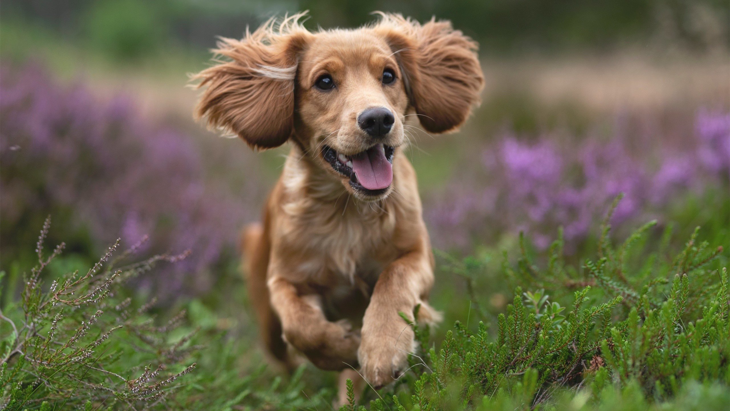 切尔西友谊赛横扫洪都拉斯，基耶萨德甲争冠战独揽风云