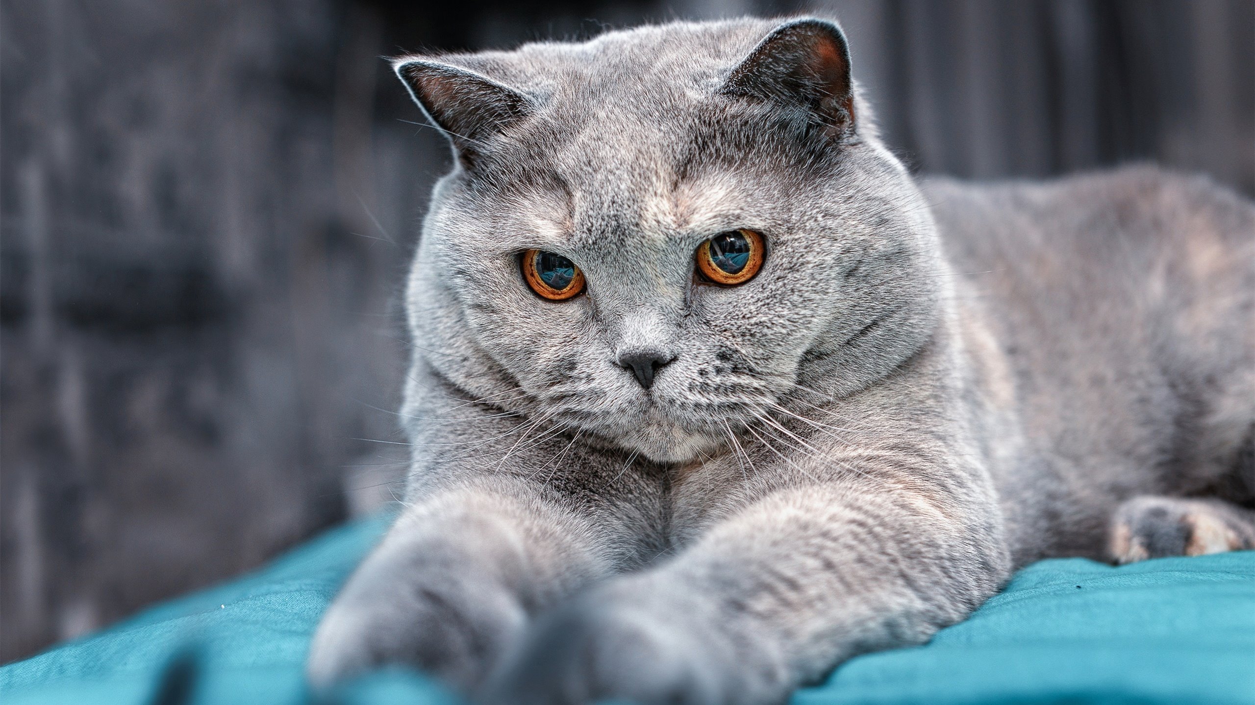 意外的重量，当历史被瞬间改写—从希腊神话到德布劳内的接管时刻