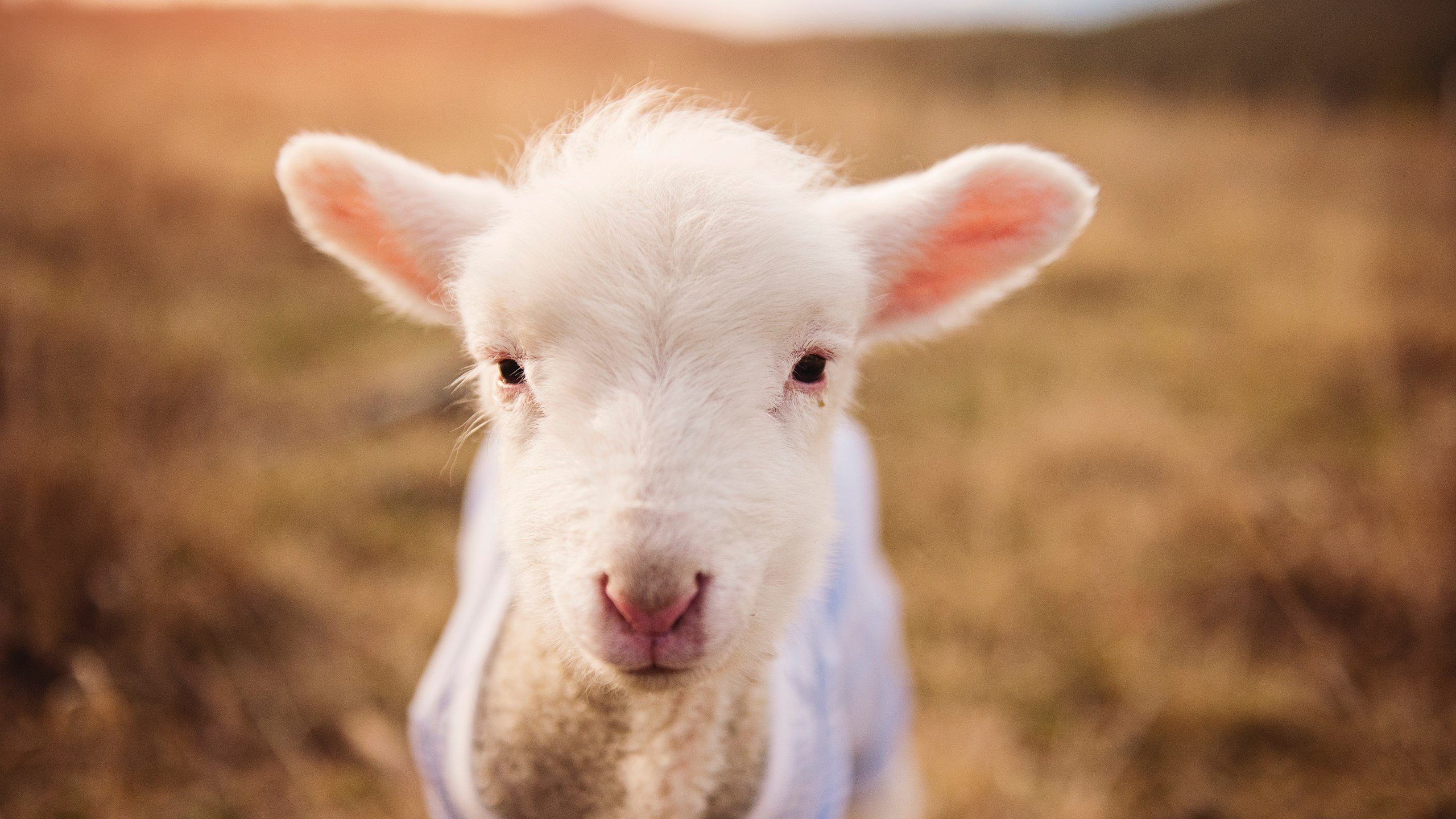 德罗赞惊艳四座,热火生死战取胜鹈鹕