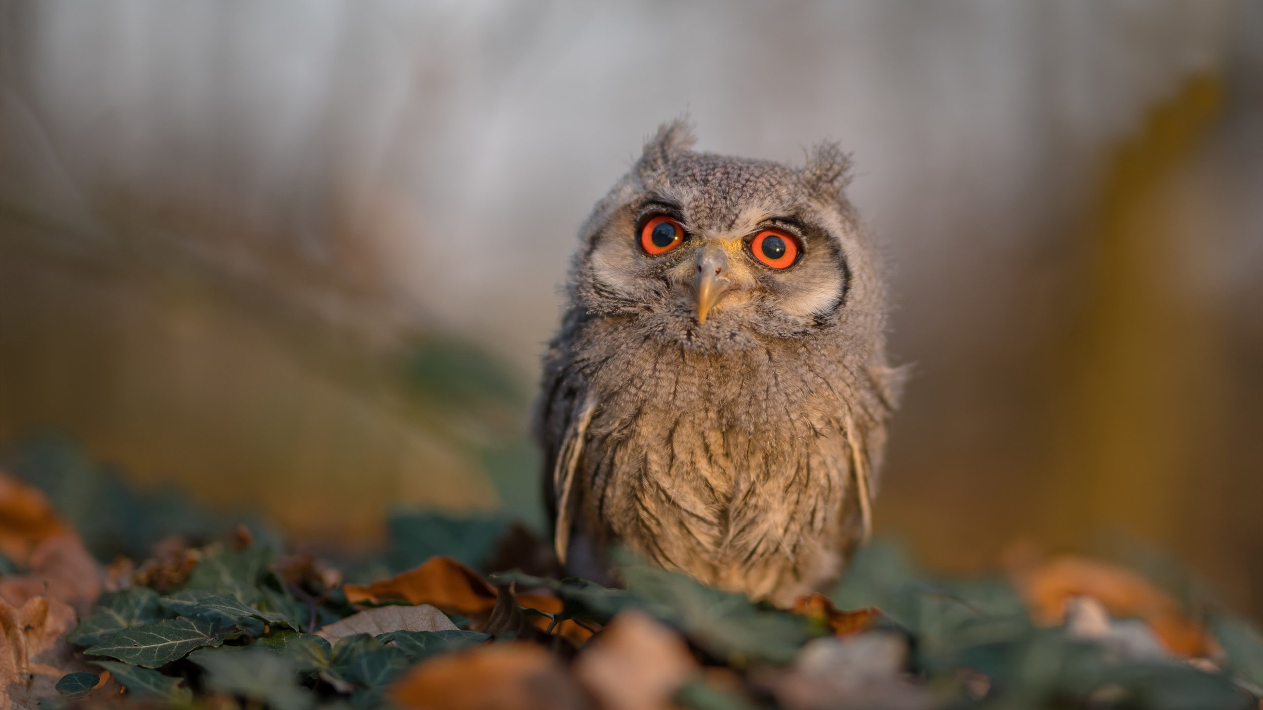 利拉德50分孤星闪耀,尼克斯14-0制胜洪流淹没勇士