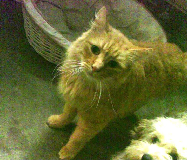 爱游戏大厅-持球核心与库有引力，当哈登的存在感成为勇士独行侠的天平