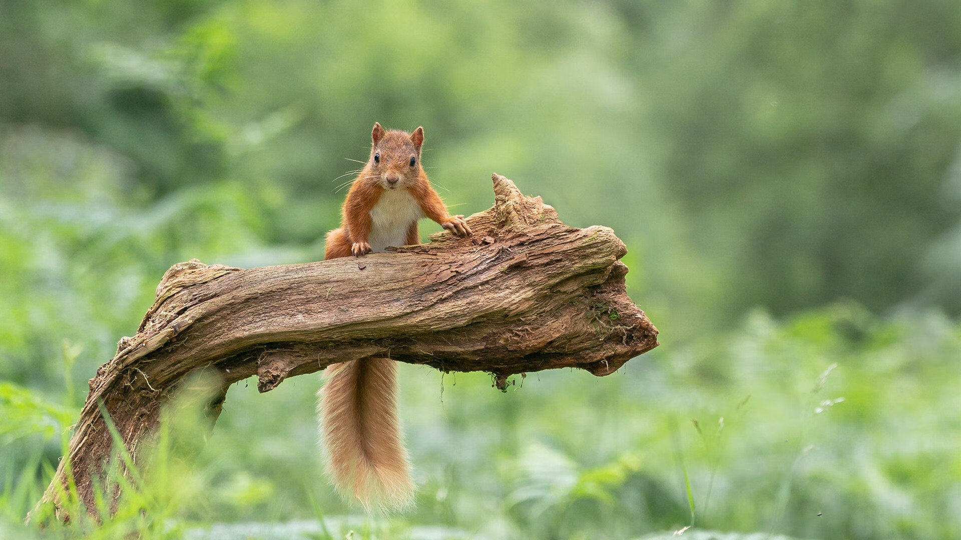 冰封神话，阿什拉夫在维苏威火山的阴影下点燃爆冷熔岩