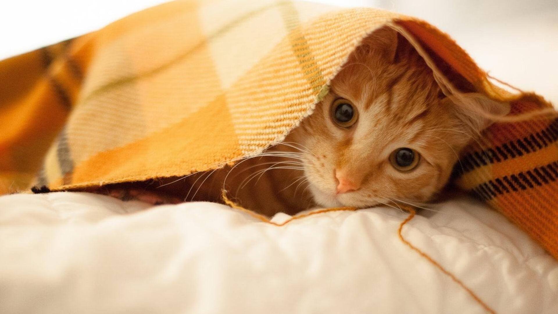 佛罗伦萨的叹息，当威尔士的浪潮，被一粒微不足道的尘埃折射