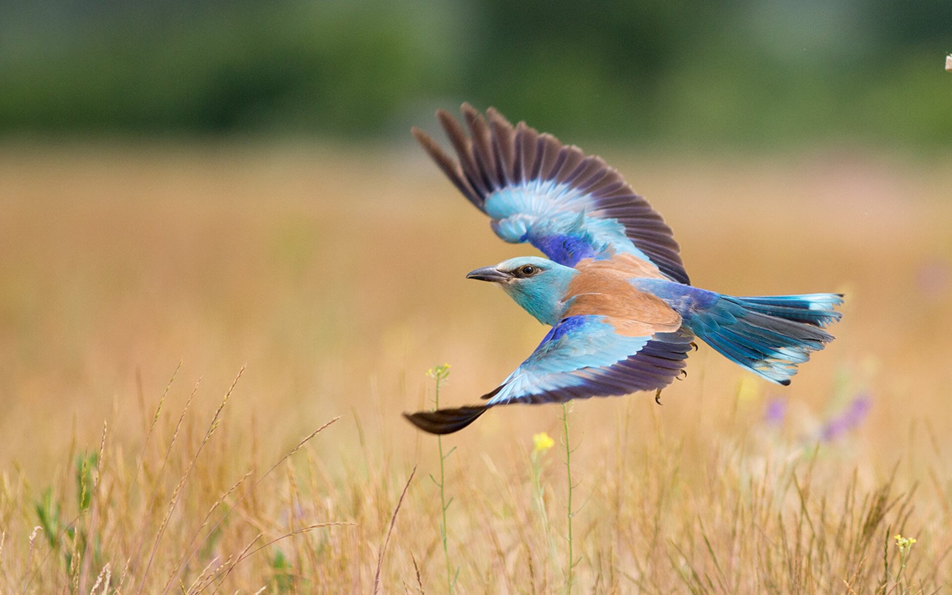钟表匠与角斗士，若日尼奥的精密艺术与洪都拉斯的铁血丛林