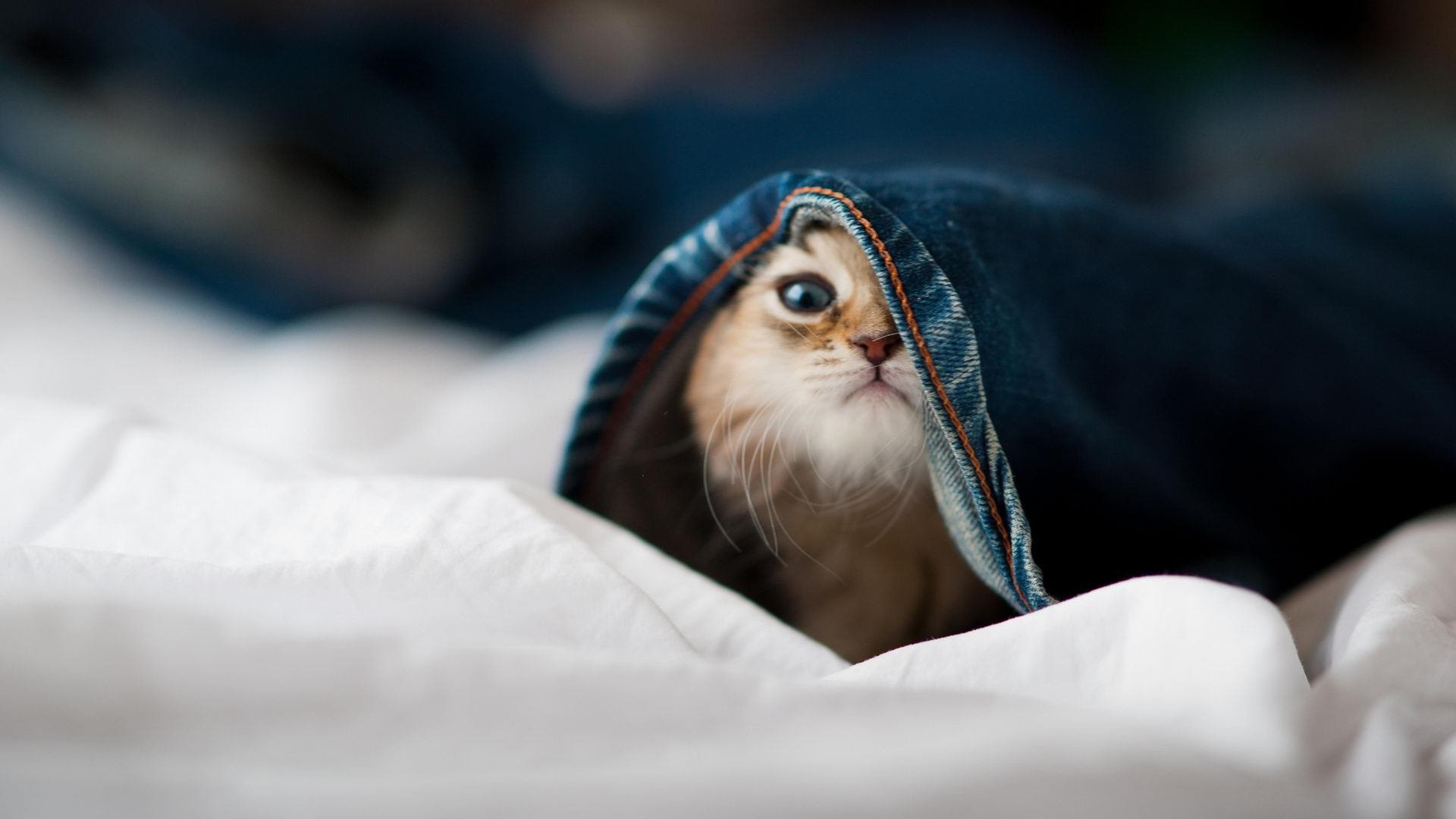 特奥20分钟狂飙，德国33-0攻击波吞噬波兰，柏林墙在球场被另一种方式筑起