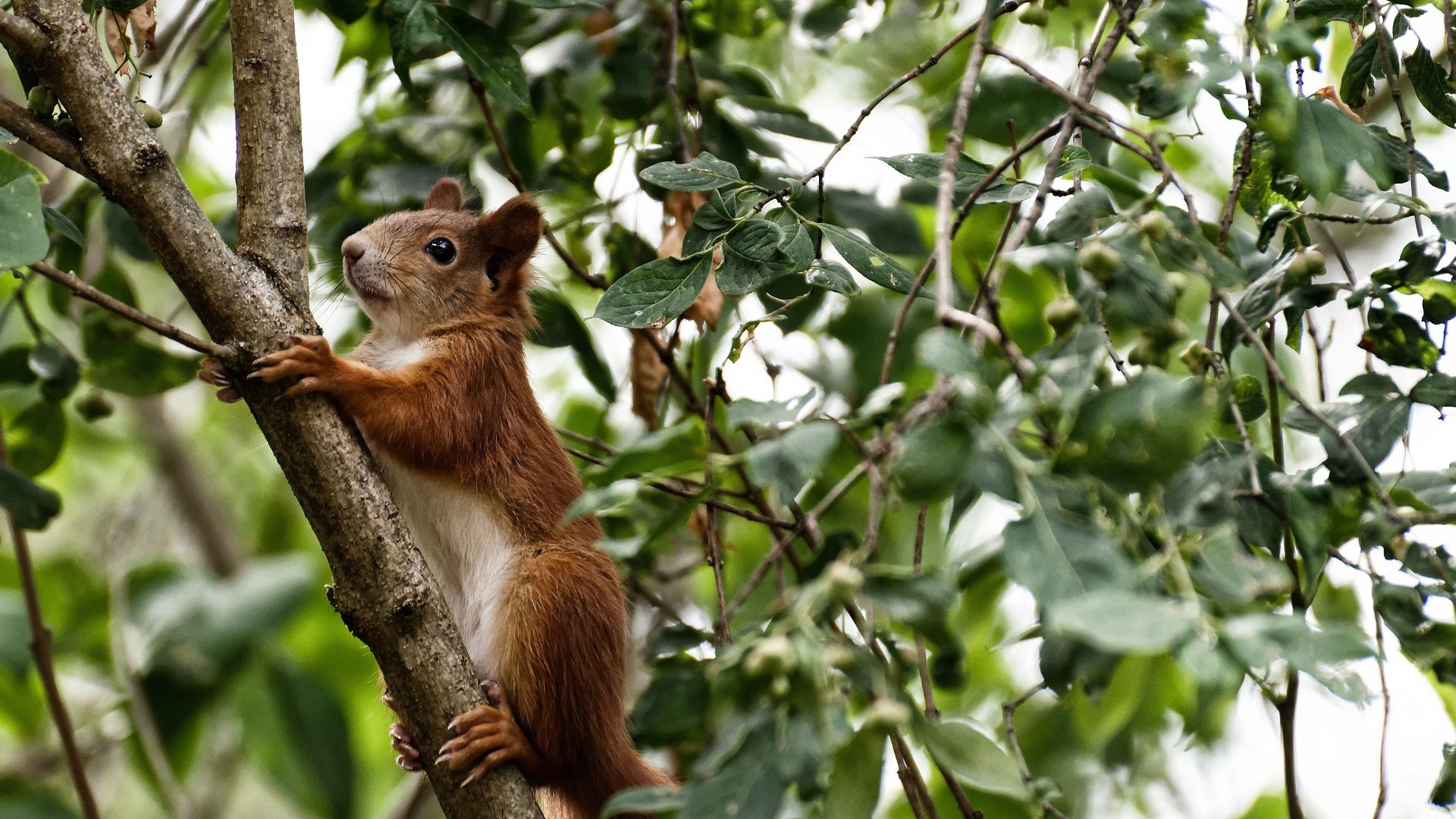跨越纬度的冲锋，安哥拉与巴斯托尼的唯一性证明