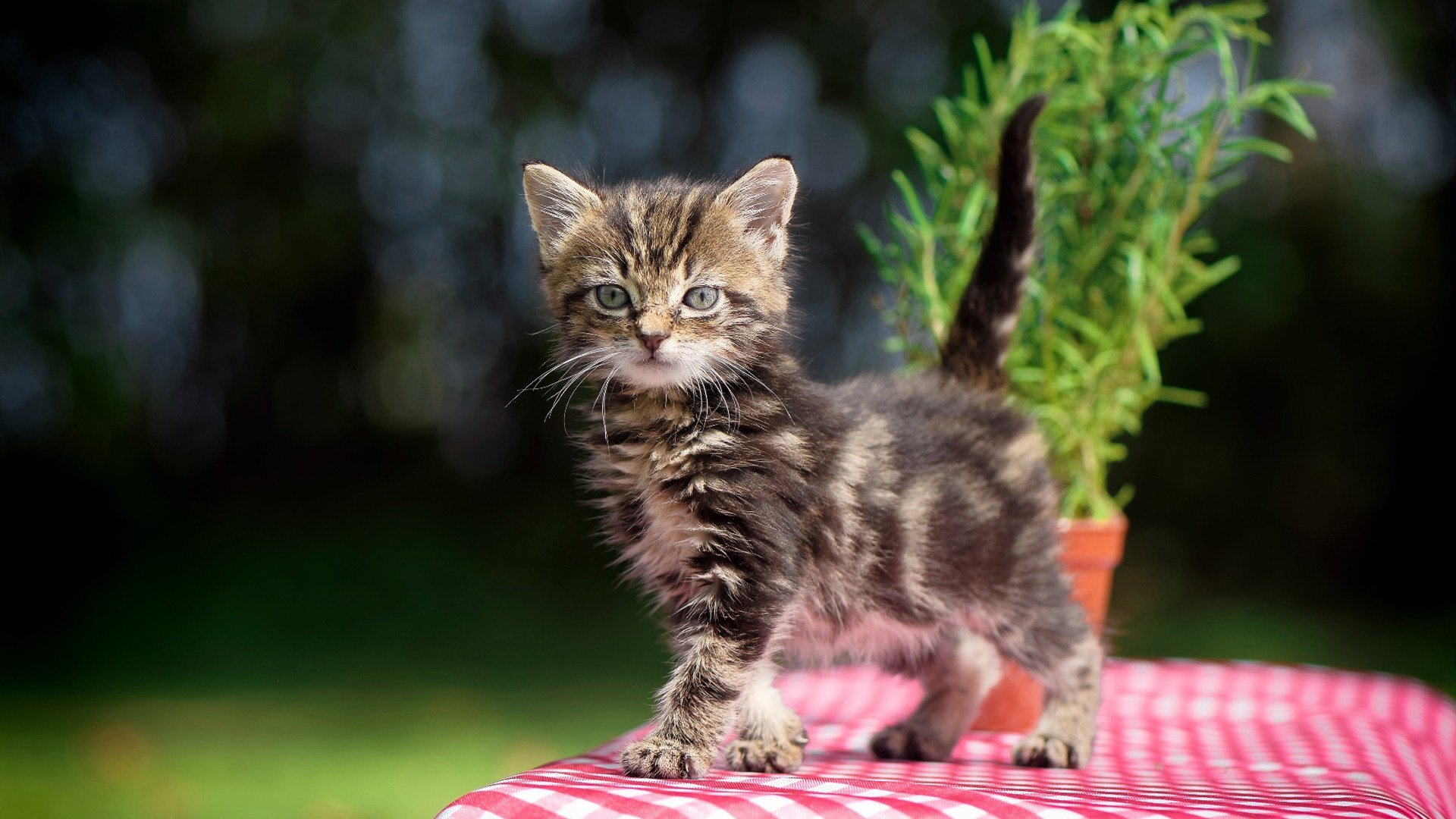 双子星血战双枪,英格拉姆一箭穿心,关键先生撕碎窒息的弧线