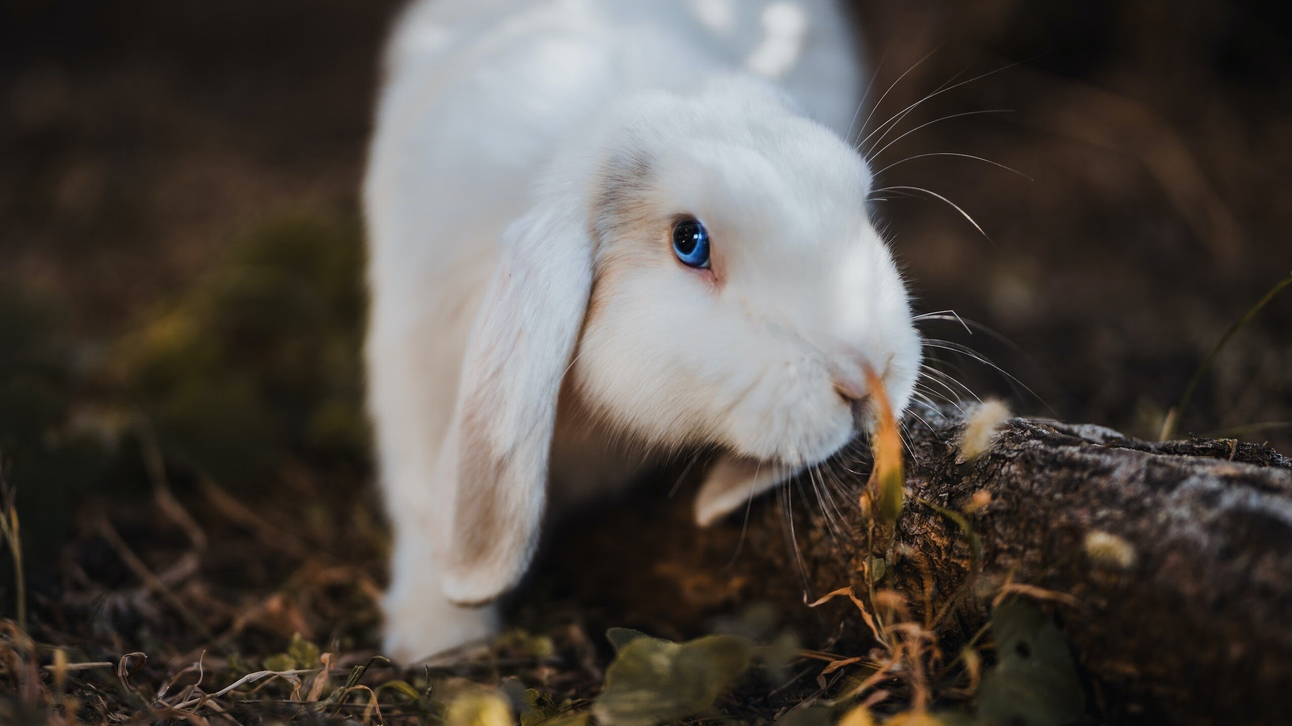 快船的齿轮精准咬合,拉梅洛的匕首刺穿防线
