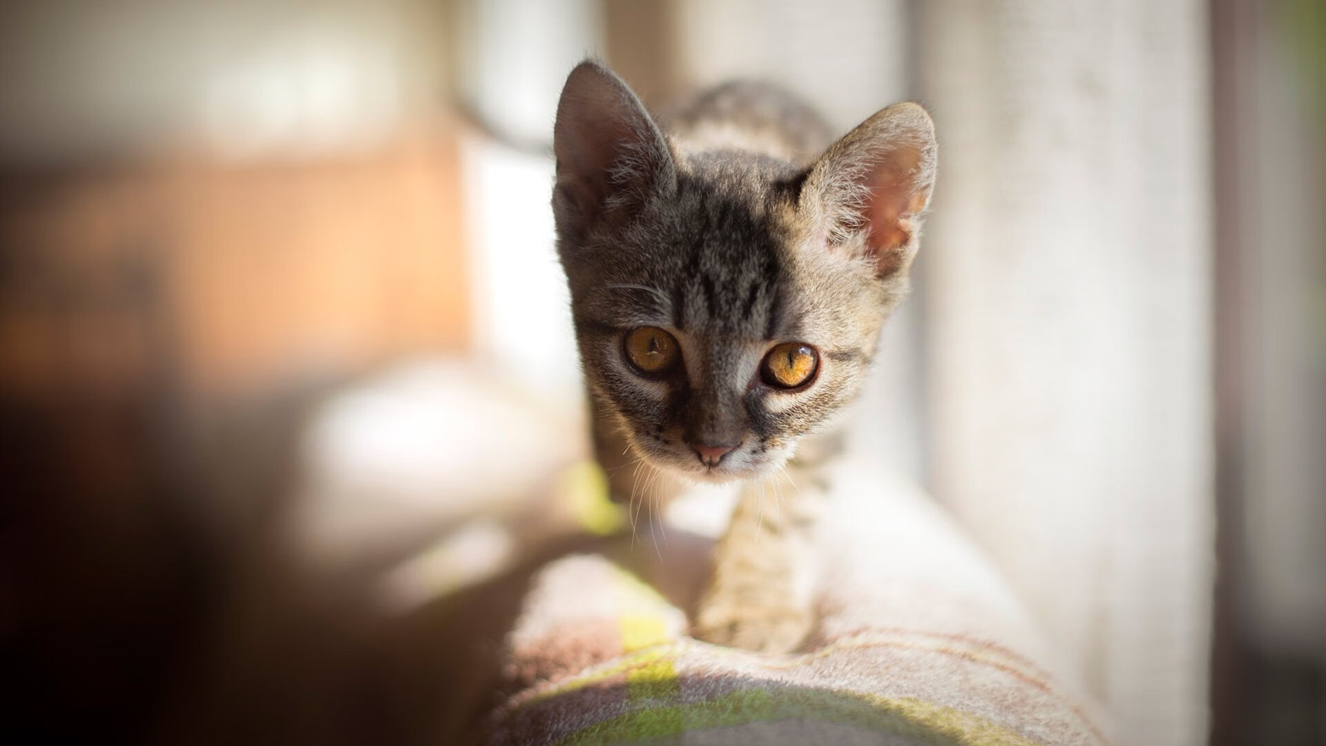 当法老降临篮球场，萨拉赫如何用左脚终结了一场NBA季后赛