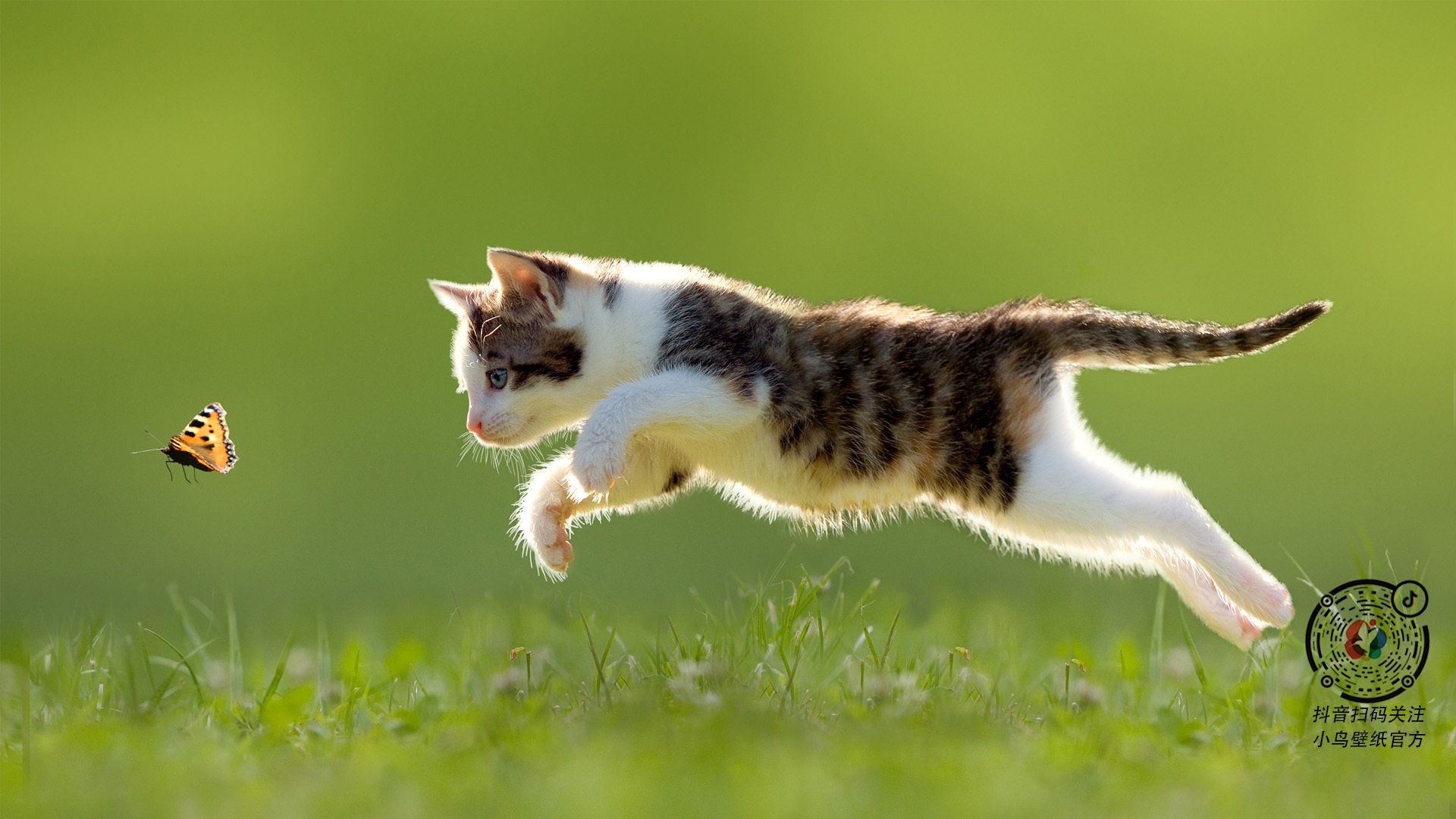 欧冠绿茵的猛龙，当多伦多风暴席卷孟菲斯