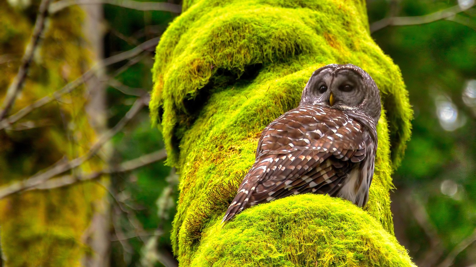 看到您提供的黄蜂终结广东队，莫兰特成为关键先生这一充满戏剧性的体育事件关键词，我的思维立刻被激活了。这不仅仅是一场比赛的胜负，更是一个关于挑战、新星崛起和王朝更迭前奏的故事
