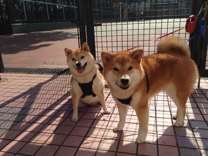 爱游戏下载-冰与火之歌，劳塔罗的烈焰与苏格兰的寒冰节奏