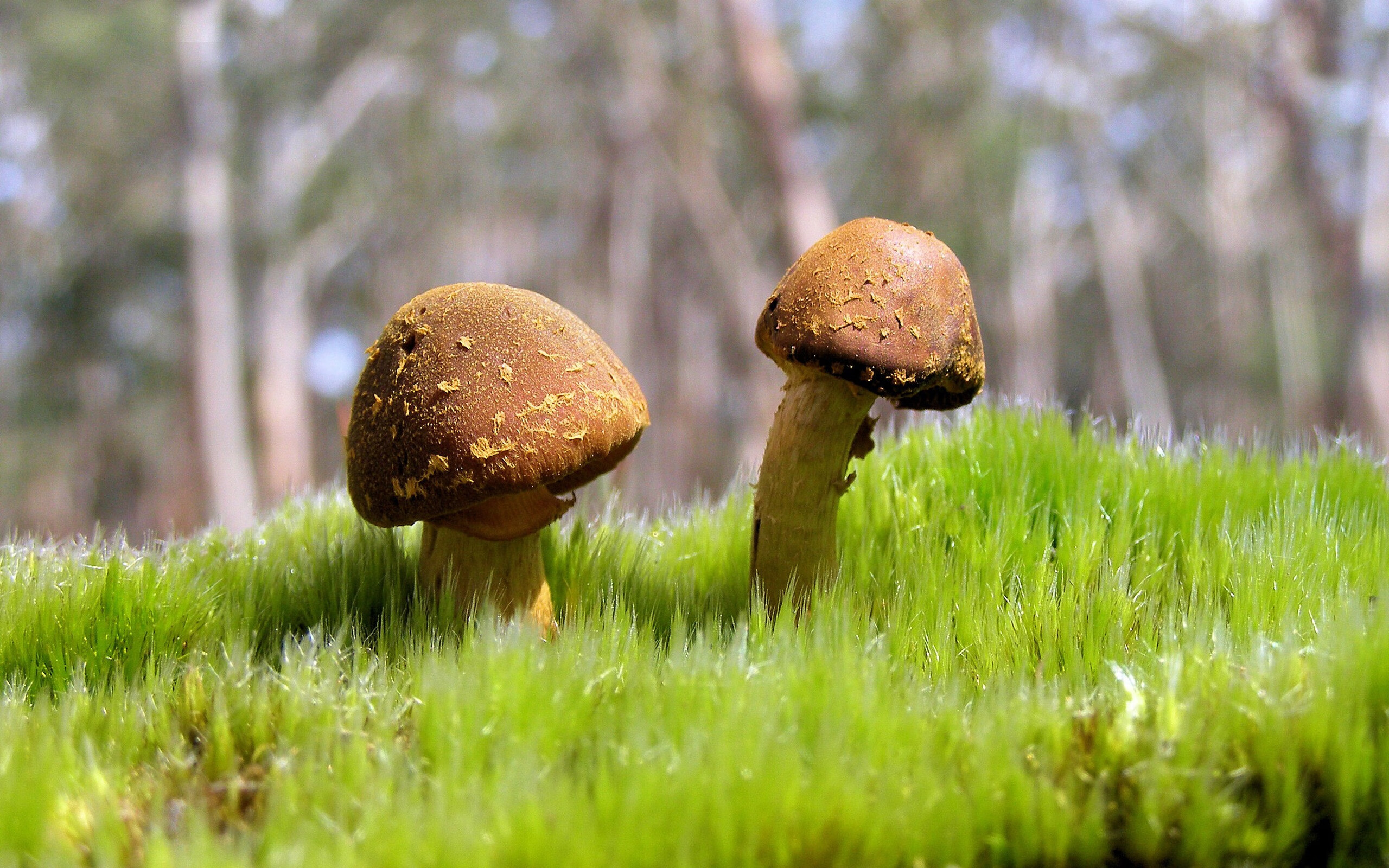 爱游戏官方-对阵，当蓝黑军团越过海洋，若日尼奥在球场上丈量另一种美洲