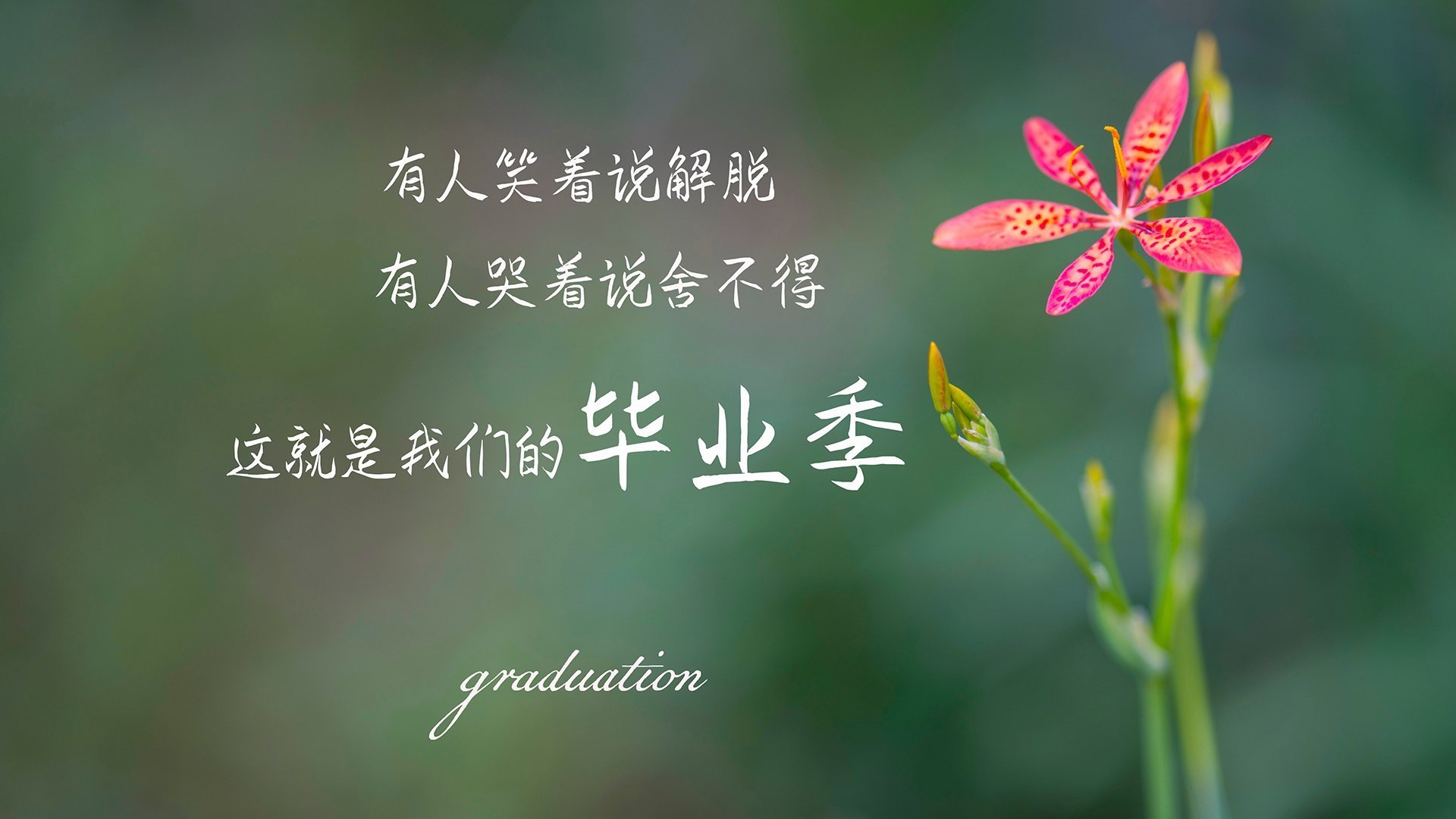 南美飓风席卷东欧铁骑，厄瓜多尔四球碾压波兰，佩德里独造三球闪耀2026世界杯B组